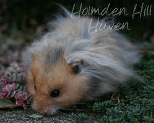 RC- Golden Umbrous Longhaired